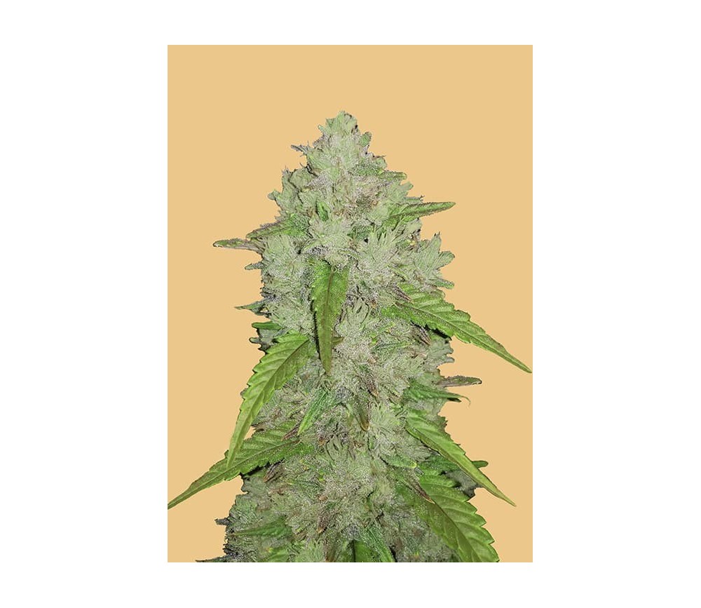 Original Auto Amnesia Haze - Fast Buds Seeds