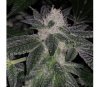 London Pound Cake × F1 Durb × Gushers - Purple City Genetics