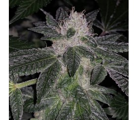 London Pound Cake × F1 Durb × Gushers - Purple City Genetics