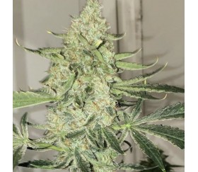 Saltwater OG Auto - Purple City Genetics