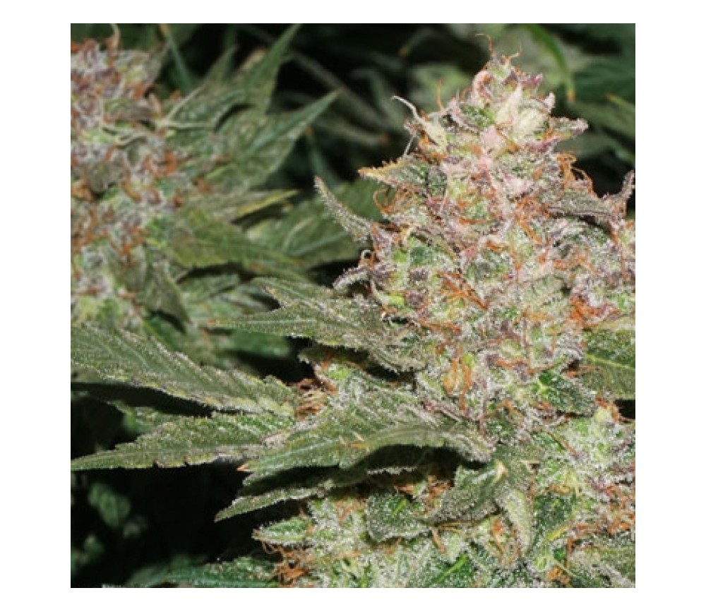 Strawberry Cough x Key Lime Pie  - Purple City Genetics