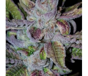 Runtz x Strawnana -  Purple City Genetics