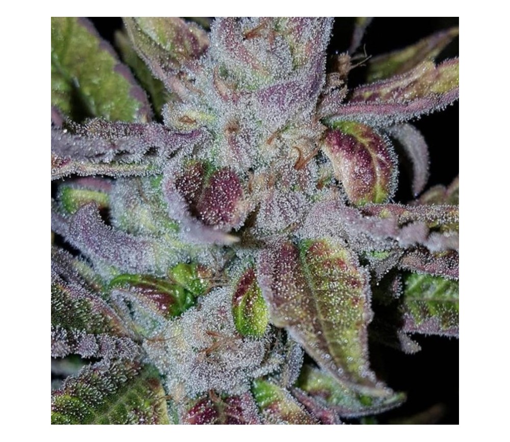 Runtz x Strawnana -  Purple City Genetics