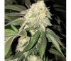 Z3 x Watermelon Zkittlez de Purple City Genetics  