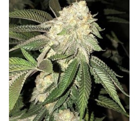 Z3 x Watermelon Zkittlez de Purple City Genetics  