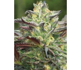 All Gas OG - Humboldt Seeds Company