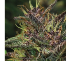 Blueberry Muffin - Humboldt Seeds Company