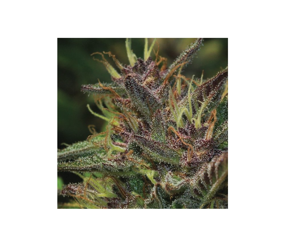 BLUEBERRY MUFFIN