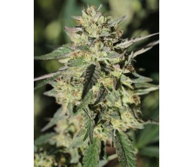 Early Girl OG Hybrid - Humboldt Seeds Company