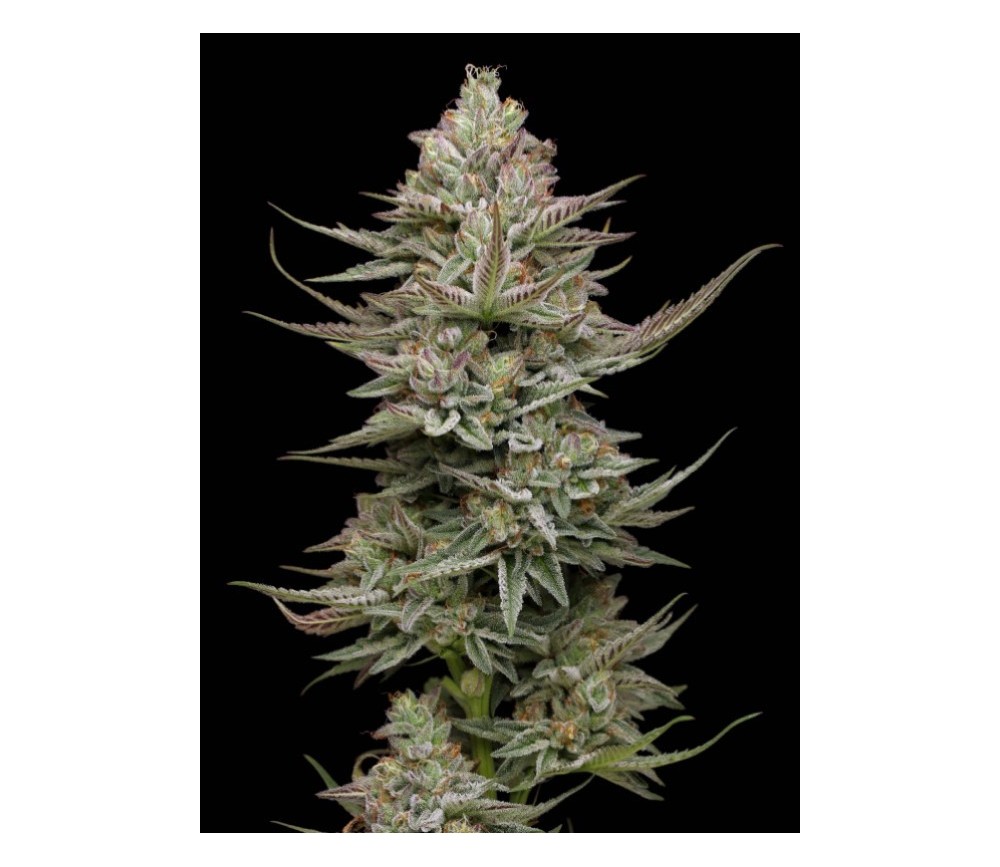 Family Jewels - Humboldt Seeds Company