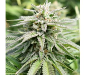 Magic Melon Auto de Humboldt Seeds Company