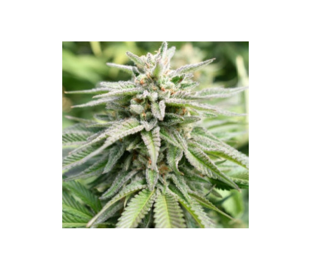 Magic Melon Auto de Humboldt Seeds Company