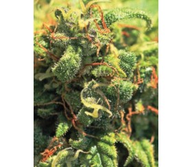 Pineapple Upside Down Cake - Humboldt Seeds Company