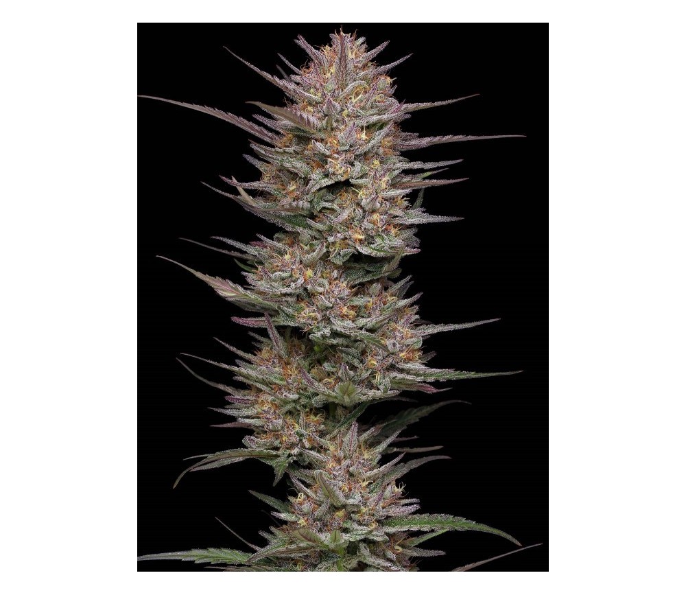 Raspberry Parfait - Humboldt Seeds Company