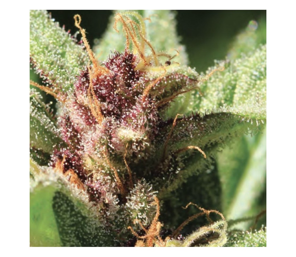 Royal Highness Regulares de Humboldt Seeds Company