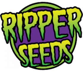 Zombie Kush x Purple Punch- Ripper Seeds