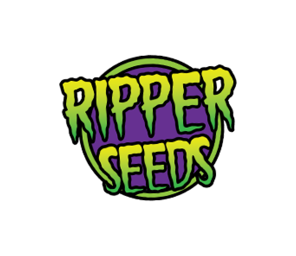 Zombie Kush x Purple Punch- Ripper Seeds