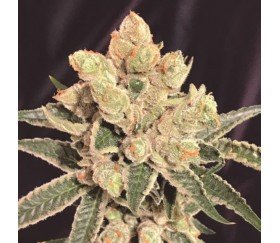 BANANA SHERBET