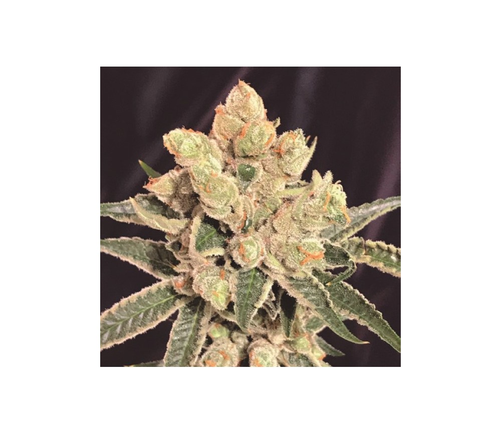 Banana Sherbet de Kush Brothers Seeds 