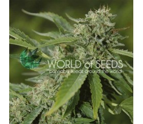 Brazil Amazonia Regulares de World Of Seeds