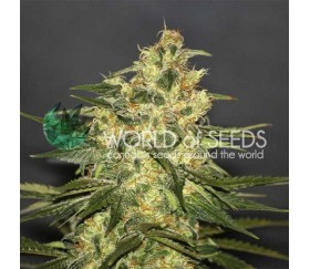 Ketama Regular - World of Seeds 