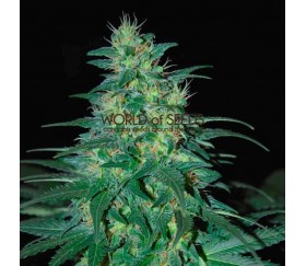 South African Kwazulu Regular de World Of Seeds