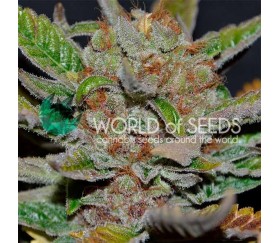 Bubba Haze Regular - World of Seeds 