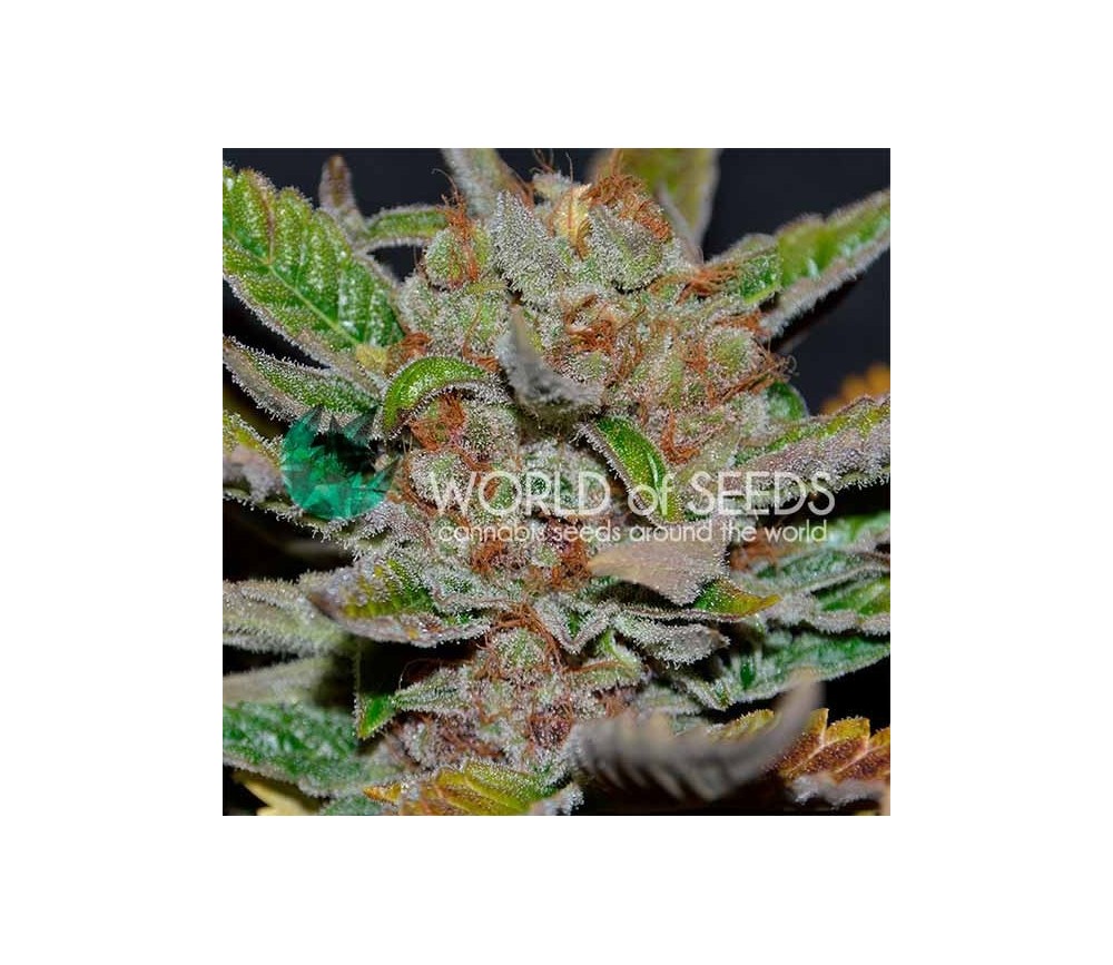 Bubba Haze Regular - World of Seeds 