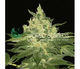 Afghan Kush Regulares - World of Seeds