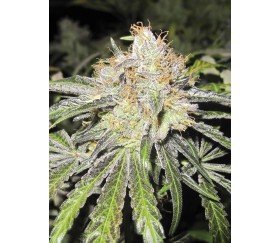 Deep Neville de Medical Seeds