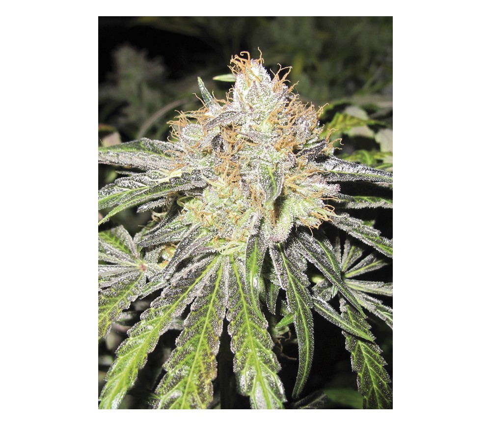 Deep Neville de Medical Seeds