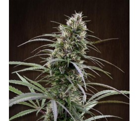 Congo Regular de Ace Seeds