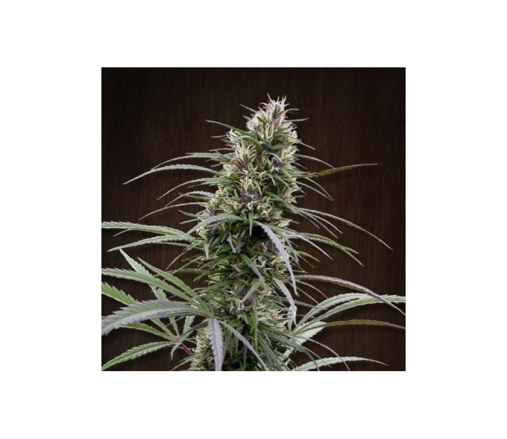 Congo Regular de Ace Seeds