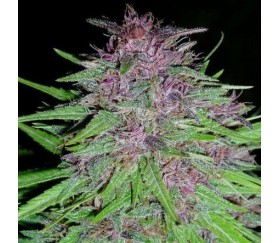 ErdPurt Regular de Ace Seeds