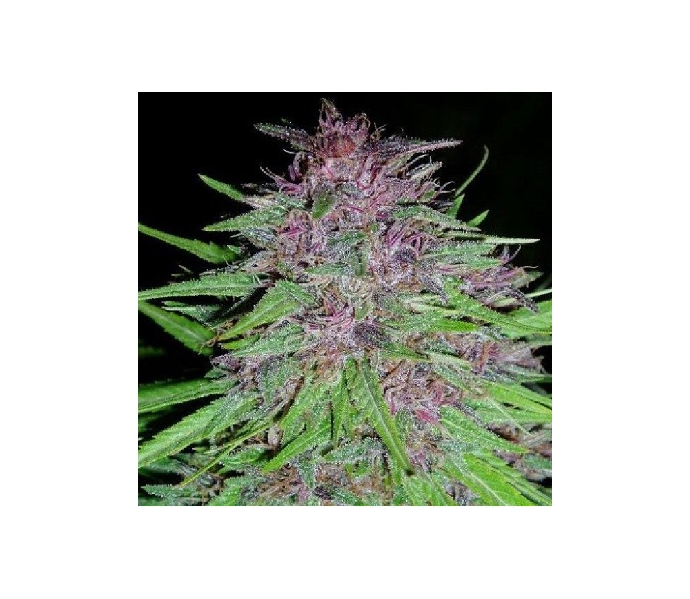 ErdPurt Regular de Ace Seeds