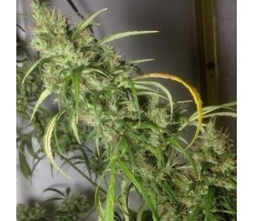 Etíope x Malawi de ACE Seeds
