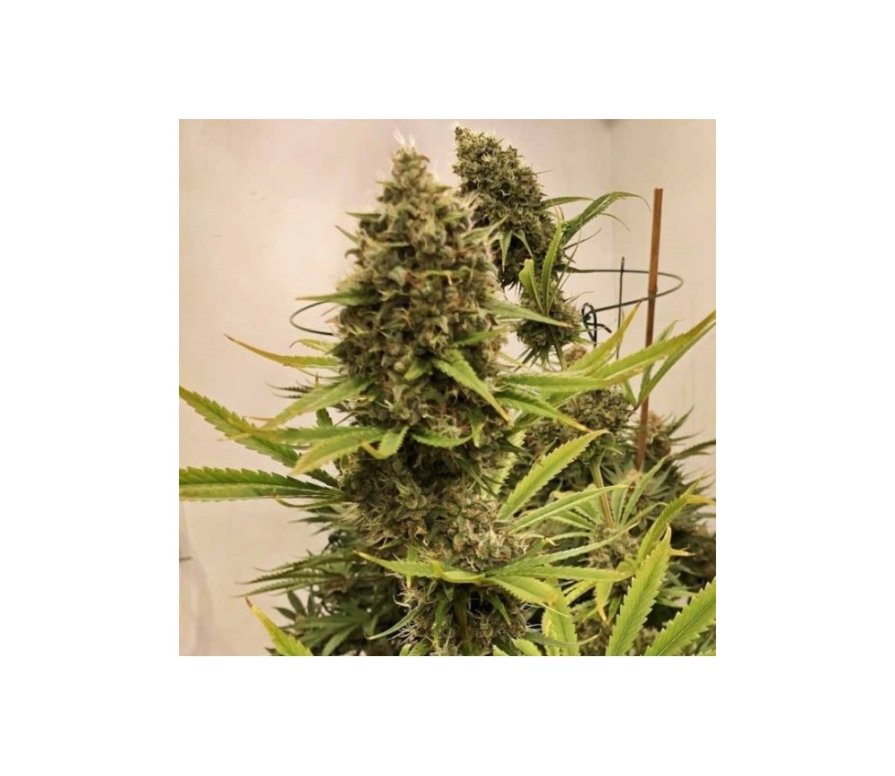Guawi de ACE Seeds
