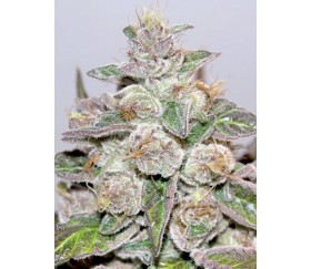 Mendocino Purple Kush de Medical Seeds