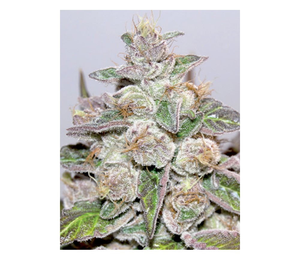 Mendocino Purple Kush de Medical Seeds