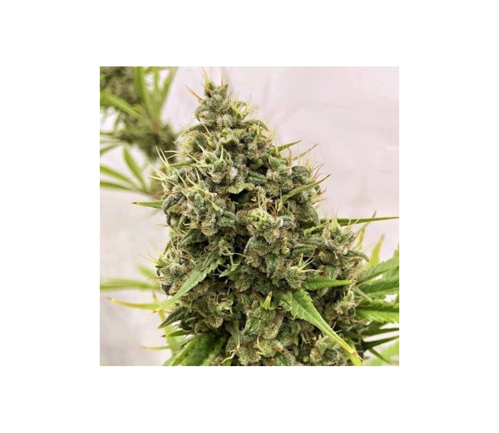 Guawi Regular de ACE Seeds