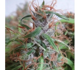 Honduras Standard - ACE Seeds