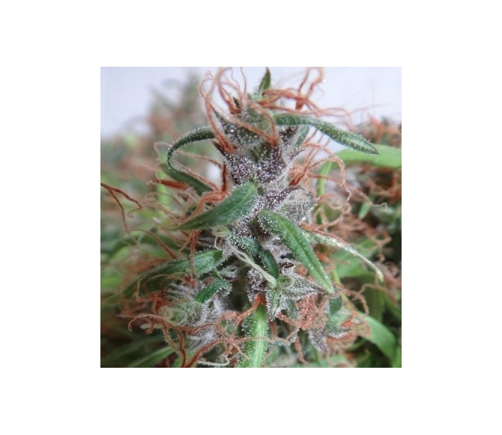 Honduras Standard - ACE Seeds