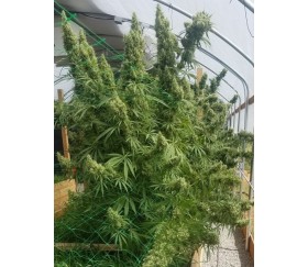 Honduras Standard - ACE Seeds