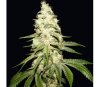 Mont Blanc - T.H. Seeds
