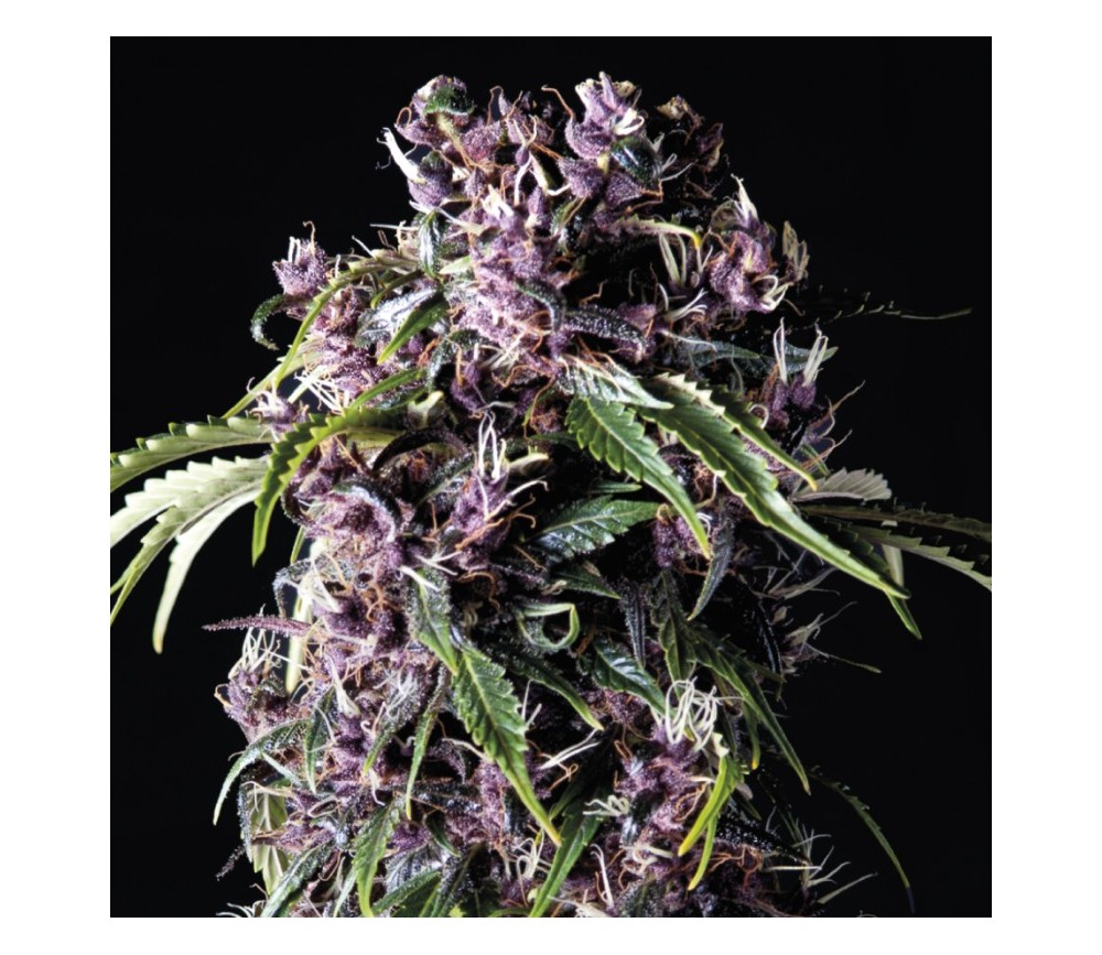 Purple - Pyramid Seeds