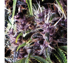 Auto Purple - Pyramid Seeds