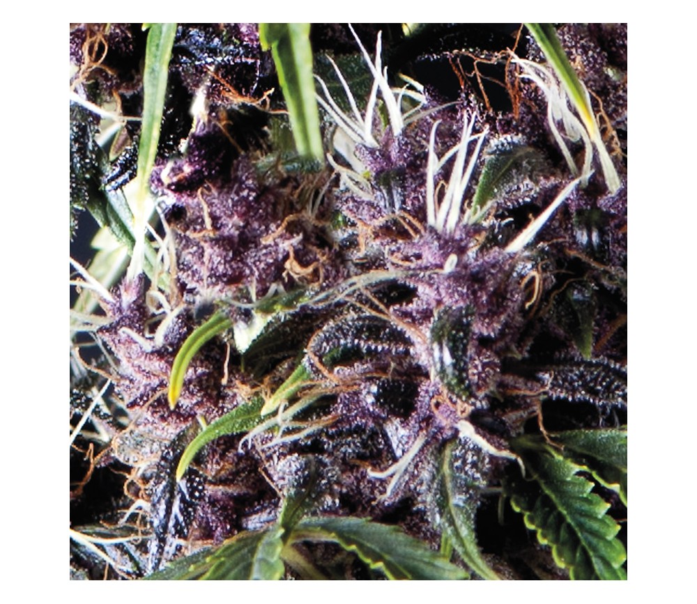 Auto Purple - Pyramid Seeds