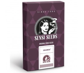 Sensi Amnesia - Sensi Seeds