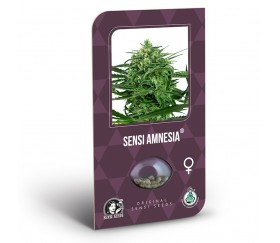 Sensi Amnesia - Sensi Seeds