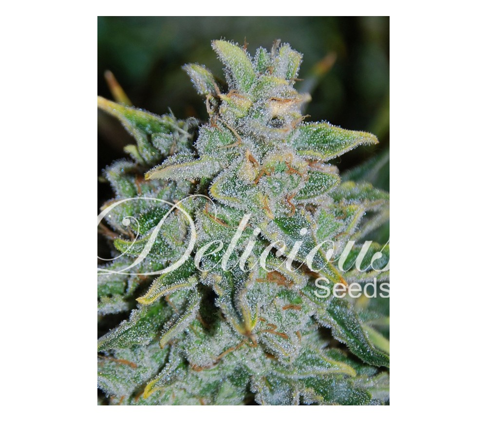 Northern Light Blue Auto de Delicious Seeds